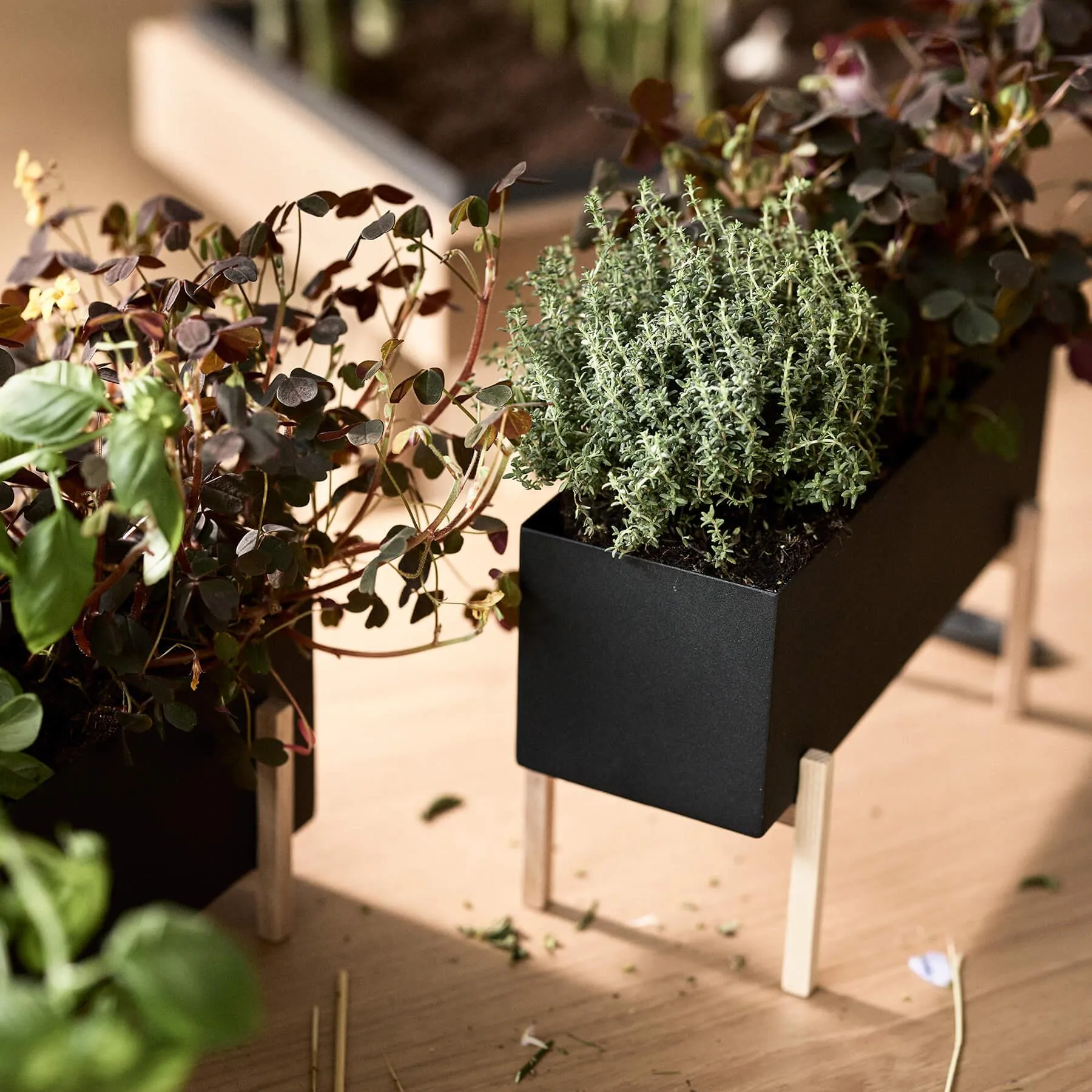 Design House Stockholm Botanic Herb Box