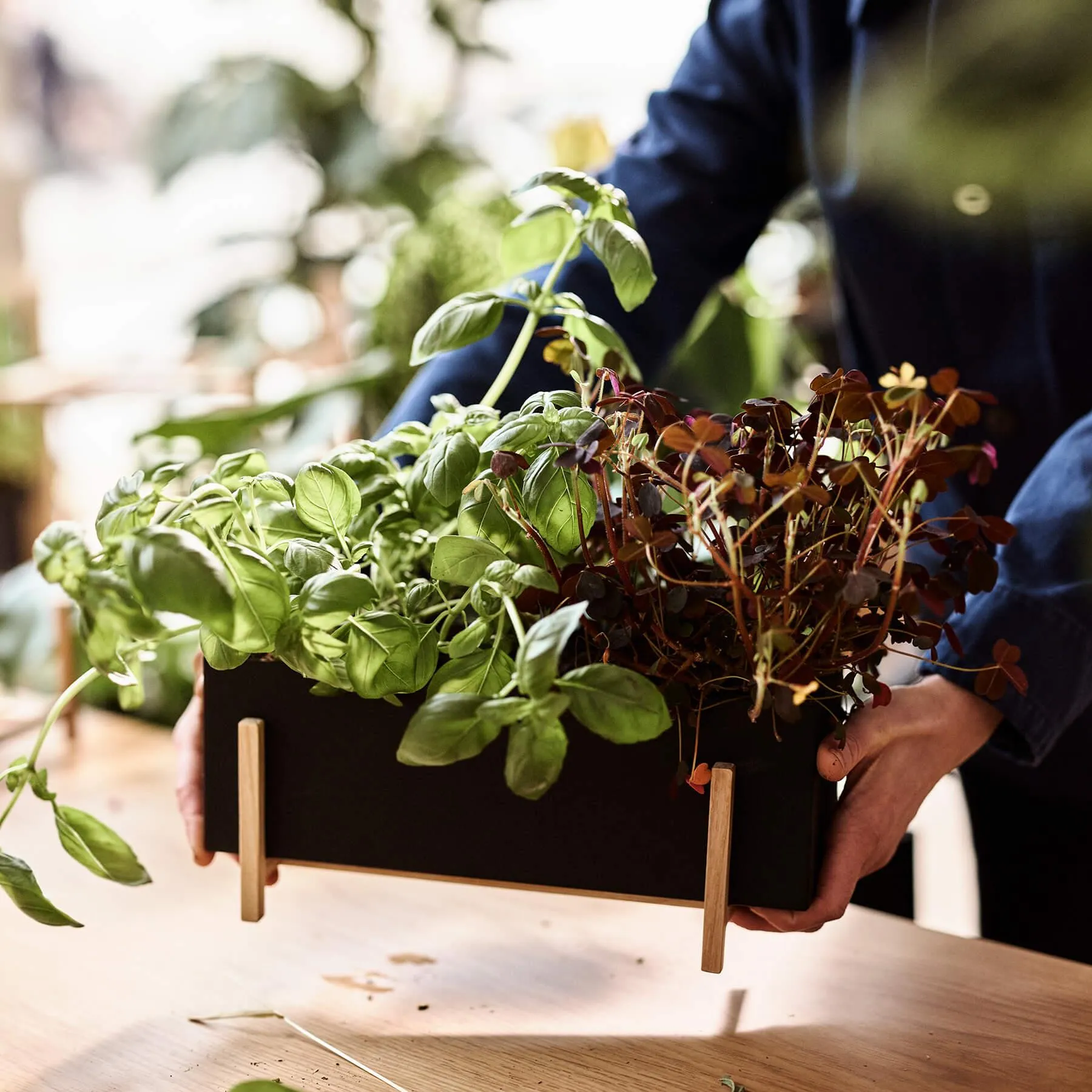 Design House Stockholm Botanic Herb Box